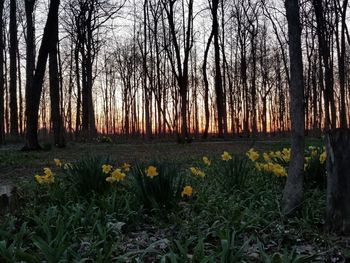 Silhouette of trees in forest