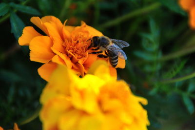 Close-up of insect on yellow flower
