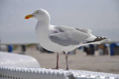 Close-up of seagull perching on railing against sky