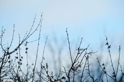 Low angle view of bare trees against sky