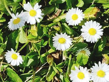 Close-up of white flowering plants