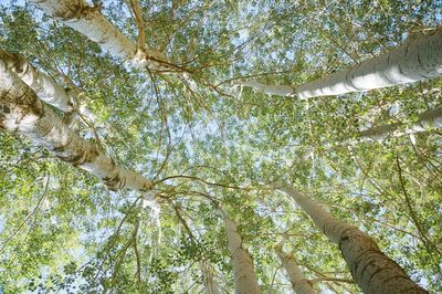 Low angle view of trees against sky