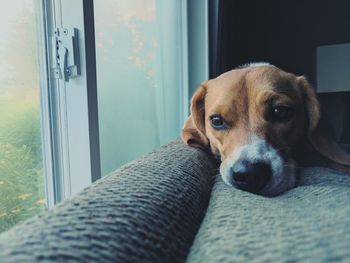 Close-up portrait of dog