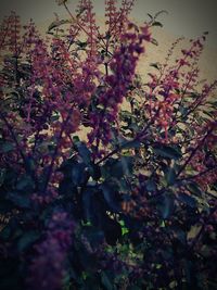 Close-up of flowers on tree