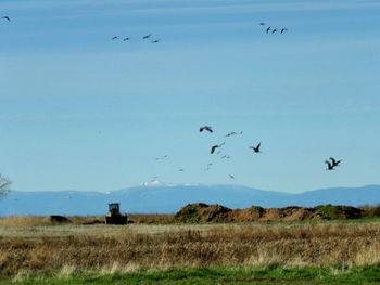 Bird flying over field