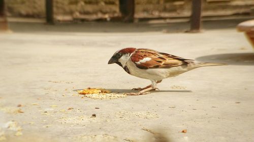 Close-up of bird eating