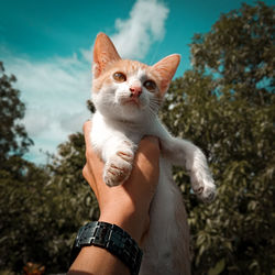 Low section of person with cat against sky