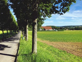 Scenic view of agricultural field against sky