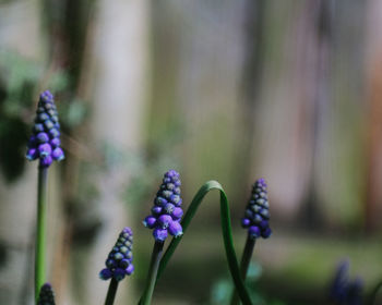 Close-up of purple flowering plant