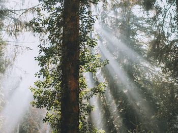 Low angle view of trees in sunny day 