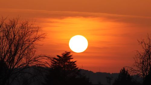 Low angle view of silhouette tree against orange sky