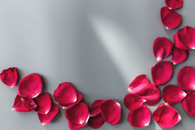 Close-up of pink roses against white background