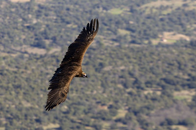 Close-up of eagle flying