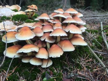 Close-up of mushroom growing in forest