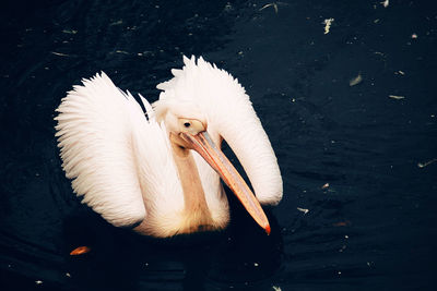 High angle view of pelican in lake