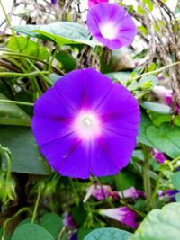 Close-up of purple water lily blooming outdoors