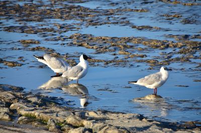 Seagulls on a lake