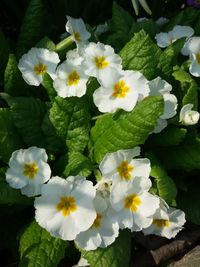 Close-up of white flowers