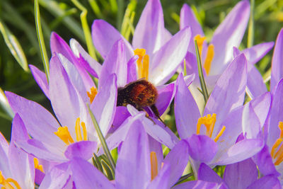 Close-up of honey bee pollinating on purple crocus