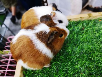 High angle view of sheep on field