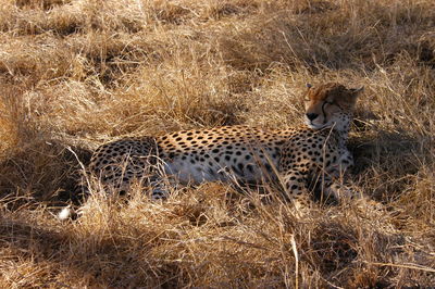 View of cat on field