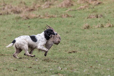 Dog on grass