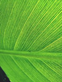 Full frame shot of palm leaves