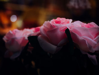 Close-up of pink rose