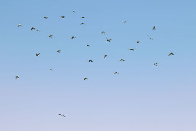 Low angle view of birds flying in sky