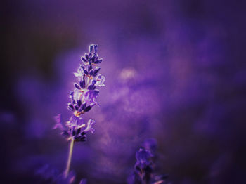 Close-up of purple flowering plant