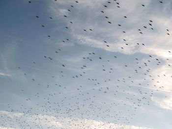 Low angle view of birds flying in sky