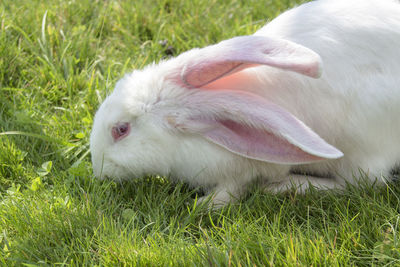 View of a white rabbit on field