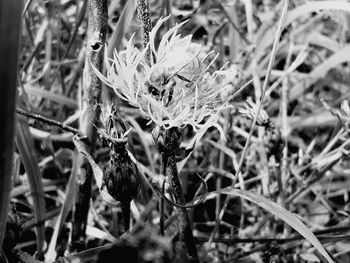 Full frame shot of plants