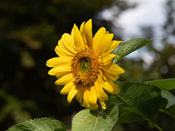 Close-up of yellow sunflower