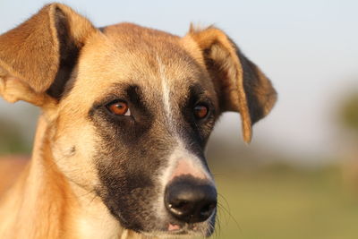 Close-up portrait of dog