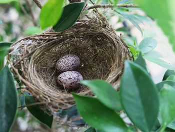 bird nest