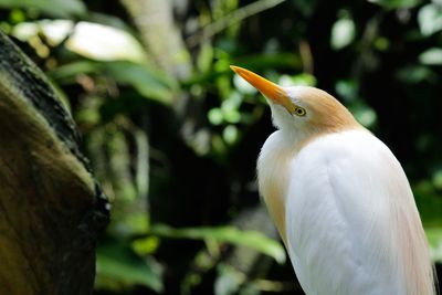Close-up of bird perching on tree