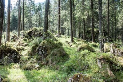 View of trees in forest