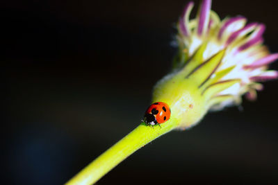 Close-up of ladybug on leaf