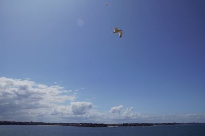 Low angle view of bird flying over sea