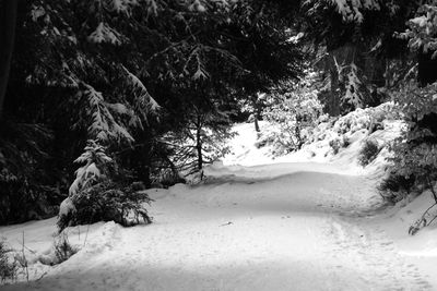 Trees on snow covered landscape