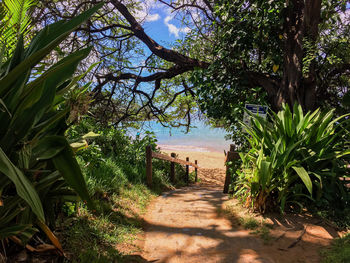 Footpath amidst trees and plants