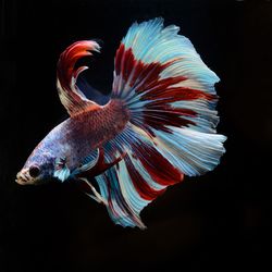 Close-up of fish swimming in sea