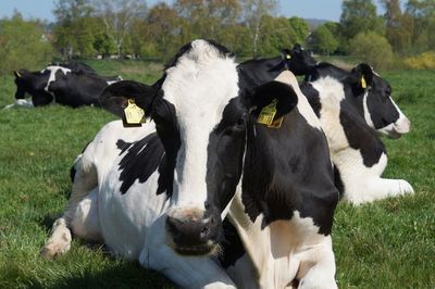 Cows lying in a field