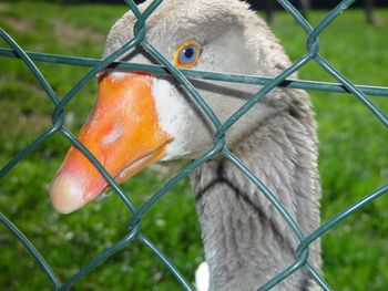 Close-up of goose in chainlink fence