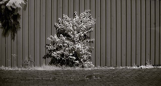 flower, growth, plant, architecture, built structure, potted plant, building exterior, wall - building feature, tree, decoration, window, house, nature, day, no people, white color, flower pot, wall, fragility, outdoors