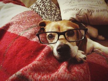 Close-up of dog lying on sofa