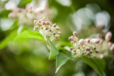 Close-up of pink cherry blossoms in spring