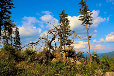 Plants growing in forest against sky