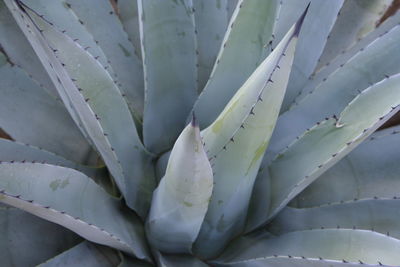 Full frame shot of succulent plant